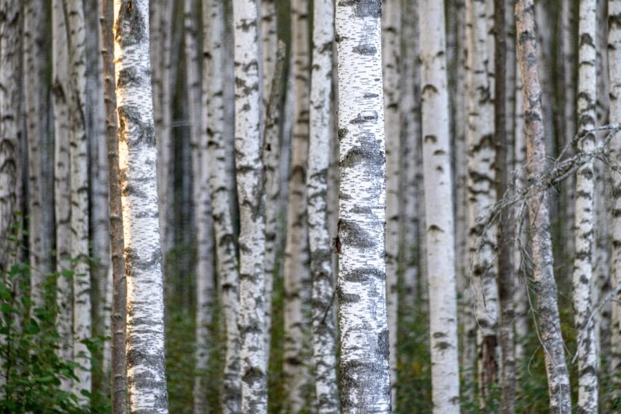 Greece and Spain investigate violations of EU sanctions on Russian birch